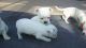 Chihuahua Puppies for sale in Adell, WI 53001, USA. price: NA