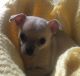Chihuahua Puppies for sale in Adell, WI 53001, USA. price: NA