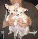 Chihuahua Puppies for sale in AZ-89A, Cottonwood, AZ 86326, USA. price: $650