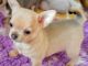 Chihuahua Puppies for sale in Olympia, WA, USA. price: NA