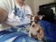 Chihuahua Puppies for sale in Worthington, PA 16262, USA. price: NA