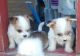 Chihuahua Puppies for sale in Rice, MN 56367, USA. price: NA