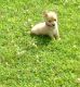 Chihuahua Puppies for sale in Reidsville, NC 27320, USA. price: NA