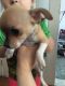 Chihuahua Puppies for sale in Nevada St, Newark, NJ 07102, USA. price: $400