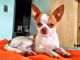 Chihuahua Puppies for sale in Washington Ave, Nutley, NJ 07110, USA. price: NA
