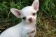 Chihuahua Puppies for sale in Manassas, VA, USA. price: NA