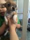 Chihuahua Puppies for sale in Alaska St, Staten Island, NY 10310, USA. price: $400