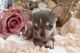 Chihuahua Puppies for sale in Cincinnati, OH, USA. price: $700