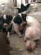Chihuahua Puppies for sale in DeLand, FL, USA. price: $650