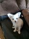 Chihuahua Puppies for sale in Little Valley, NY 14755, USA. price: $300
