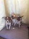 Chihuahua Puppies for sale in Hagerstown, MD, USA. price: NA