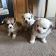 Chihuahua Puppies for sale in Lewiston, ME, USA. price: NA