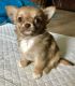 Chihuahua Puppies for sale in Lewiston, ME, USA. price: NA
