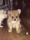 Chihuahua Puppies for sale in Detroit, MI, USA. price: NA