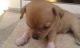 Chihuahua Puppies for sale in Louisiana St, Houston, TX, USA. price: NA