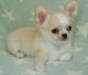 Chihuahua Puppies for sale in Temple City, CA, USA. price: NA