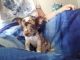 Chihuahua Puppies for sale in Worthington, PA 16262, USA. price: NA