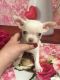 Chihuahua Puppies for sale in Stamford, CT, USA. price: NA