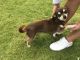 Chihuahua Puppies for sale in Florence, KY, USA. price: NA
