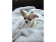 Chihuahua Puppies for sale in California Rd, Mt Vernon, NY 10552, USA. price: $500