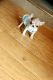 Chihuahua Puppies for sale in Ohio St, San Diego, CA, USA. price: NA