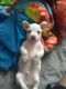 Chihuahua Puppies for sale in Tarpon Springs, FL, USA. price: $550