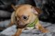 Chihuahua Puppies for sale in Stockton, CA, USA. price: $300