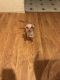 Chihuahua Puppies for sale in Katy, TX, USA. price: NA