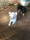 Chihuahua Puppies for sale in Chicago Heights, IL, USA. price: NA