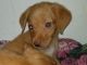 Chihuahua Puppies for sale in Chesapeake, VA 23320, USA. price: $250