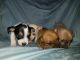 Chihuahua Puppies for sale in Chesapeake, VA 23320, USA. price: $400