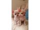 Chihuahua Puppies for sale in CA-111, Rancho Mirage, CA 92270, USA. price: NA