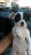 Chihuahua Puppies for sale in Fayetteville, NC 28301, USA. price: $125
