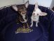 Chihuahua Puppies for sale in North Carolina Central University, Durham, NC, USA. price: NA