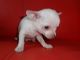 Chihuahua Puppies for sale in GA-85, Atlanta, GA, USA. price: $600