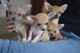 Chihuahua Puppies for sale in GA-85, Atlanta, GA, USA. price: $700
