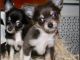 Chihuahua Puppies for sale in Montréal-Nord, Montreal, QC, Canada. price: $750