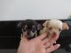 Chihuahua Puppies for sale in Ohio Dr SW, Washington, DC, USA. price: NA