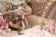 Chihuahua Puppies for sale in Newark, NJ, USA. price: $600