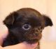 Chihuahua Puppies for sale in SD-244, Keystone, SD 57751, USA. price: NA