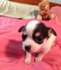 Chihuahua Puppies for sale in Los Angeles, CA 90014, USA. price: NA
