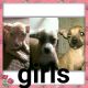 Chihuahua Puppies for sale in Hephzibah, GA 30815, USA. price: NA