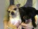 Chihuahua Puppies for sale in Merritt Blvd, Baltimore, MD, USA. price: NA