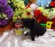 Chihuahua Puppies for sale in Prince George, BC, Canada. price: $1,100