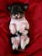 Chihuahua Puppies for sale in Florida Ave, Fort Lauderdale, FL 33312, USA. price: NA