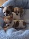 Chihuahua Puppies for sale in Charleston, SC 29401, USA. price: NA
