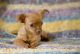 Chihuahua Puppies for sale in Taswell, IN 47175, USA. price: NA