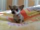 Chihuahua Puppies for sale in New York, IA 50238, USA. price: NA