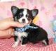 Chihuahua Puppies for sale in Boston, MA, USA. price: NA