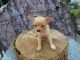 Chihuahua Puppies for sale in Neal Davis Rd, Thompsonville, IL 62890, USA. price: $950